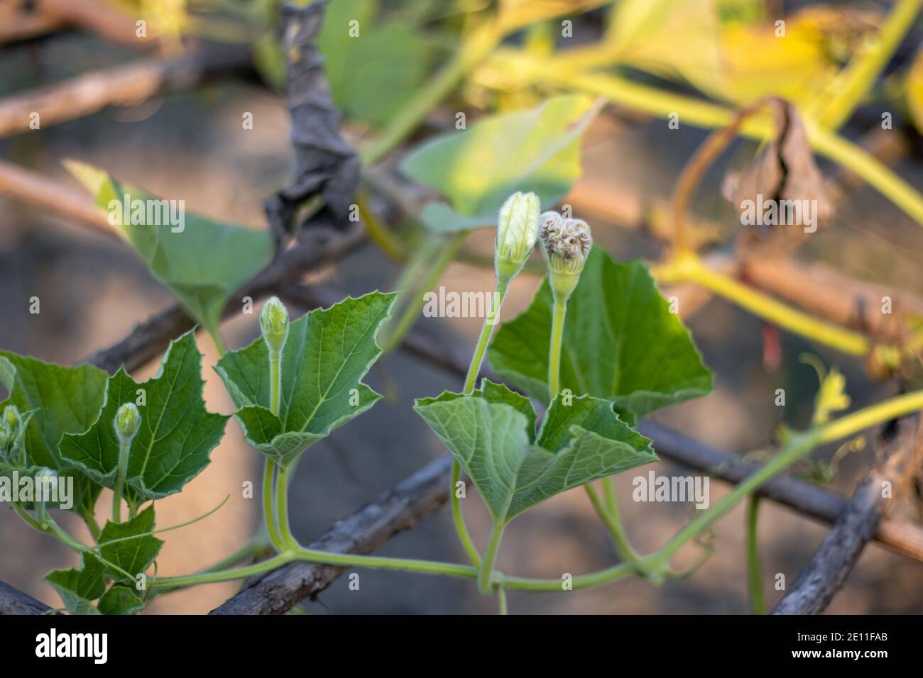 Two closed bottle gourd flowers on the loft with green leaves Stock Photo