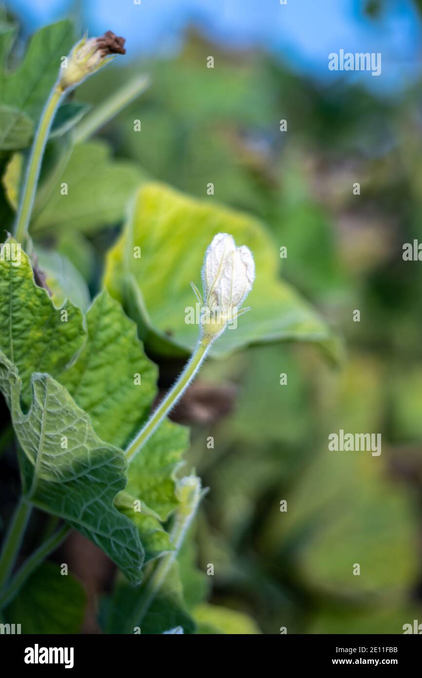 White bottle gourd flower close up with green leaves Stock Photo