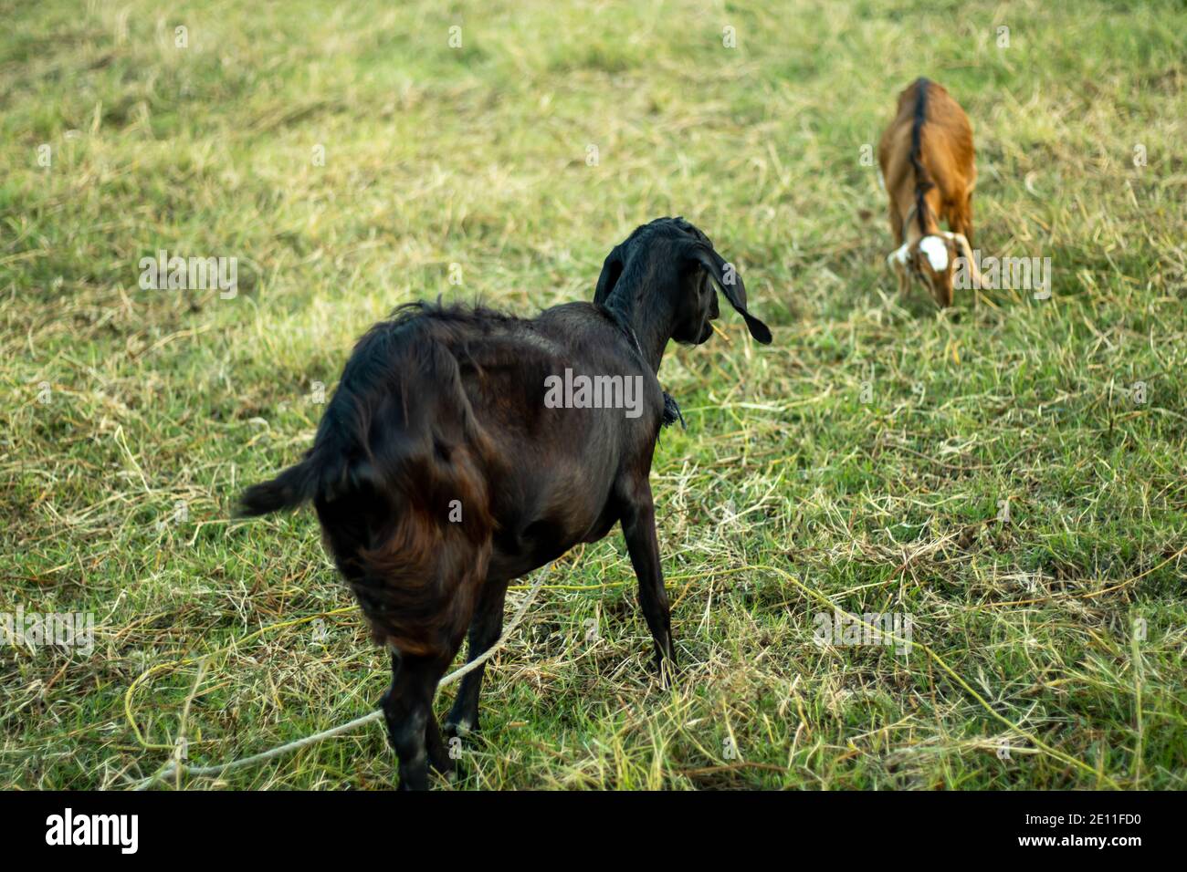 A black and a reddish, two goats eating grasses in a field Stock Photo