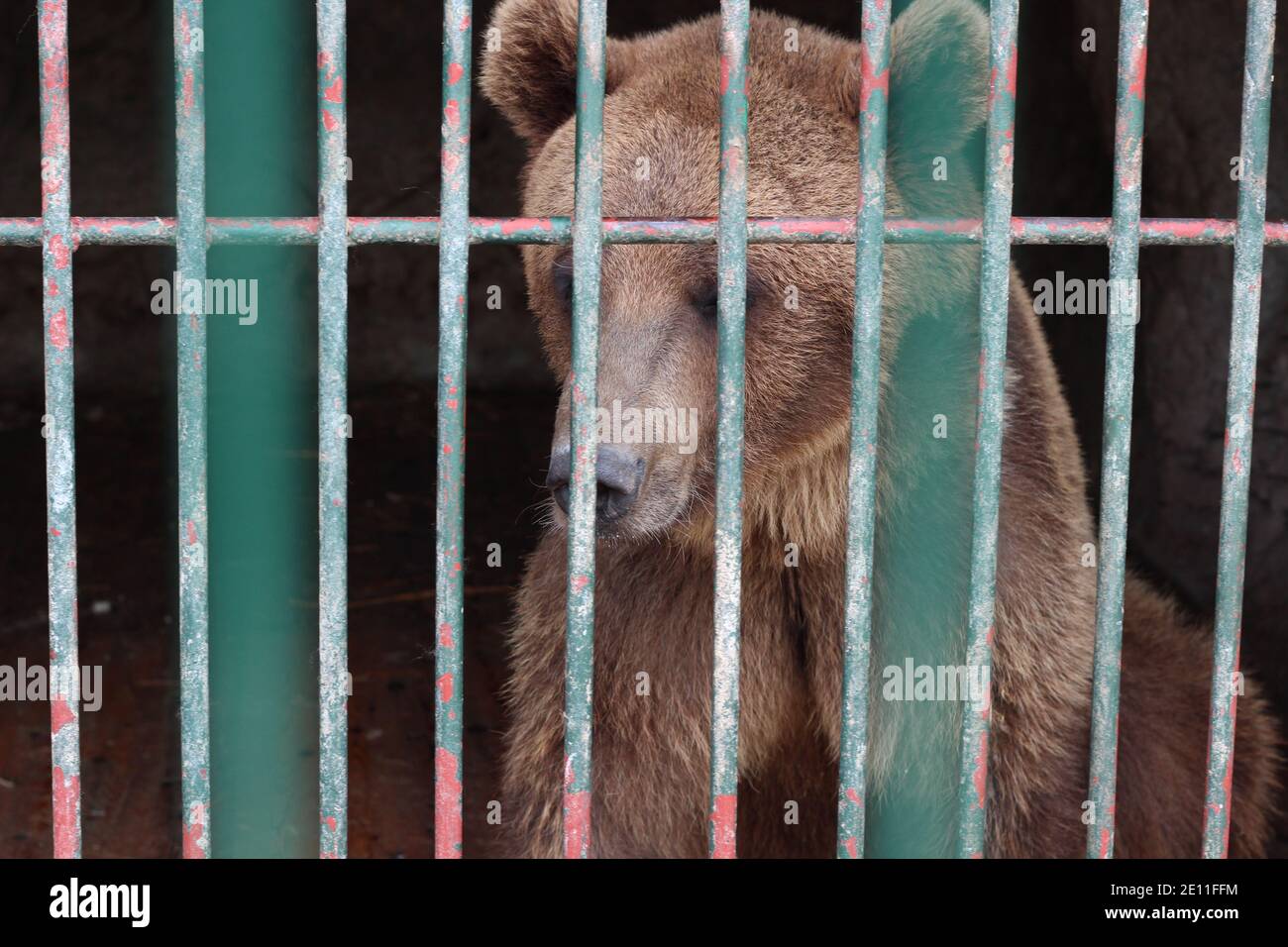 Zoo animals cage hires stock photography and images Alamy