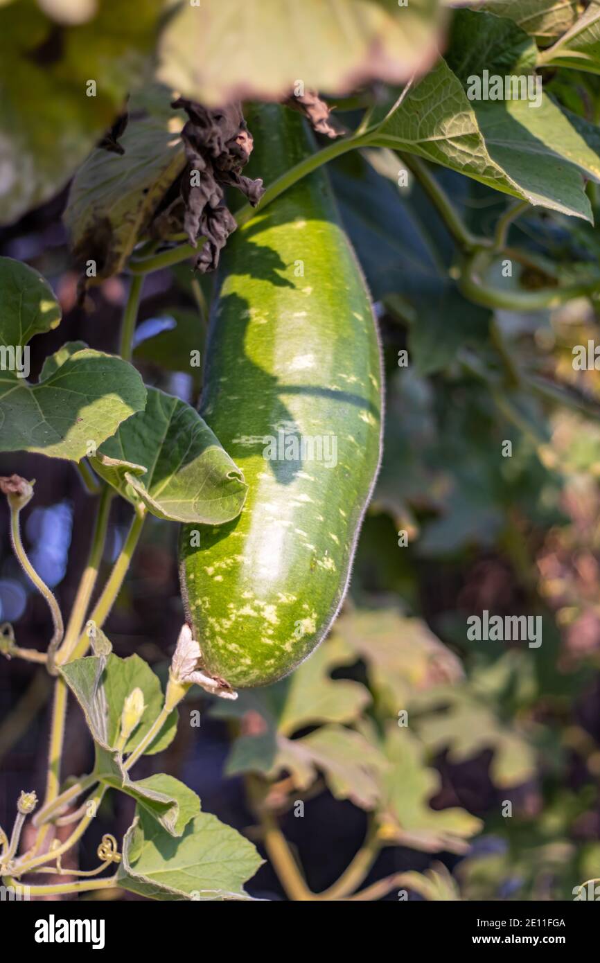 A growing young bottle gourd under the leaves Stock Photo Alamy