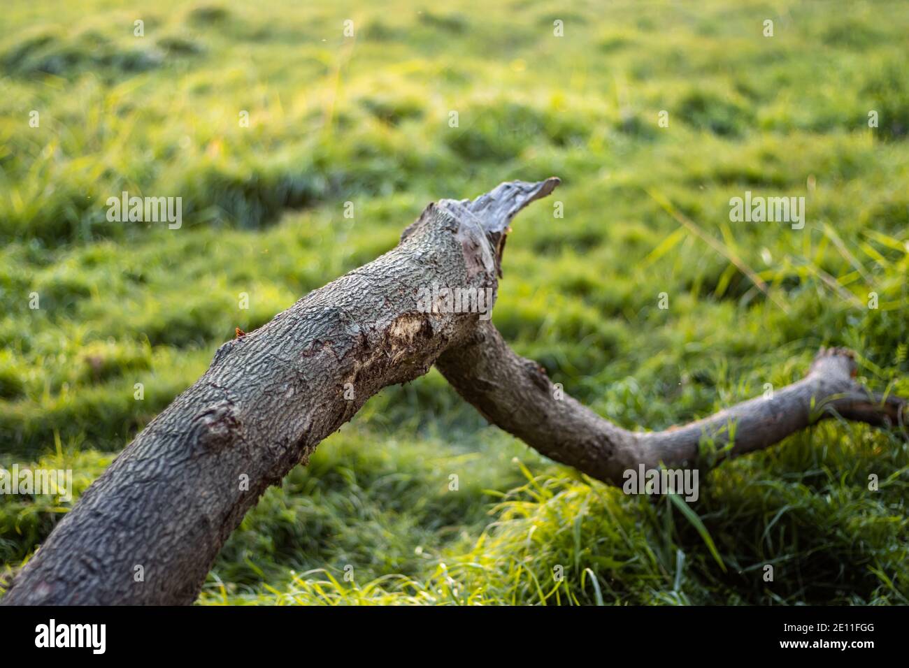 A laying lebbeck tree branch on the green grasses Stock Photo