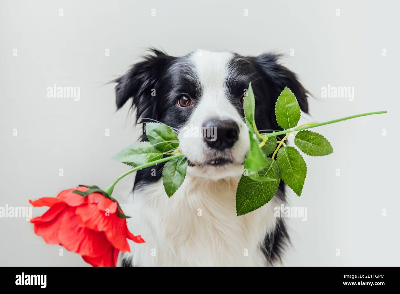St. Valentine's Day concept. Funny portrait cute puppy dog border ...