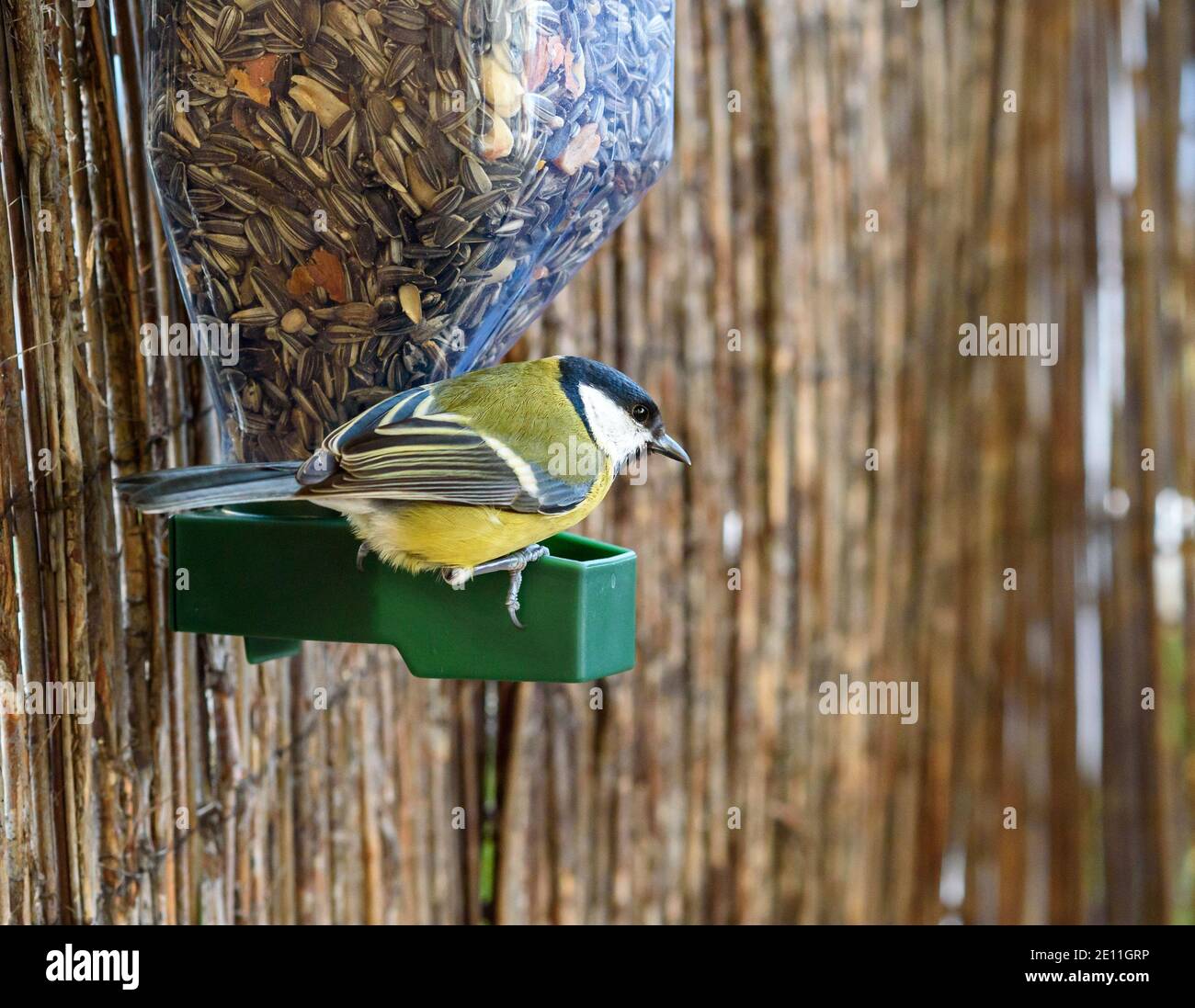 Titmouse sitting on the edge of a feeder, looking away, close-up Stock Photo