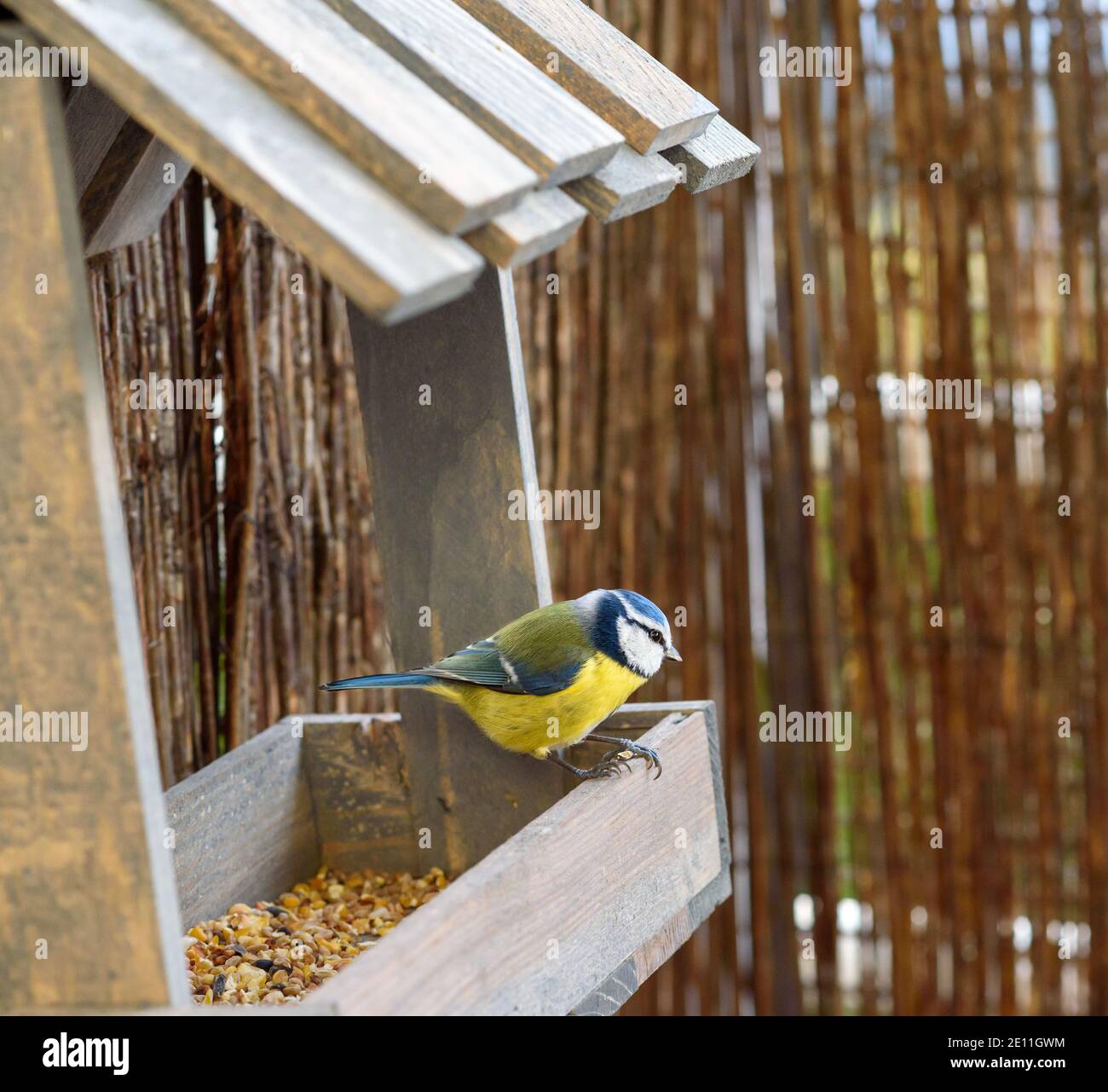 Eurasian Blue Tit sitting on the edge of a feeder, looking away Stock Photo