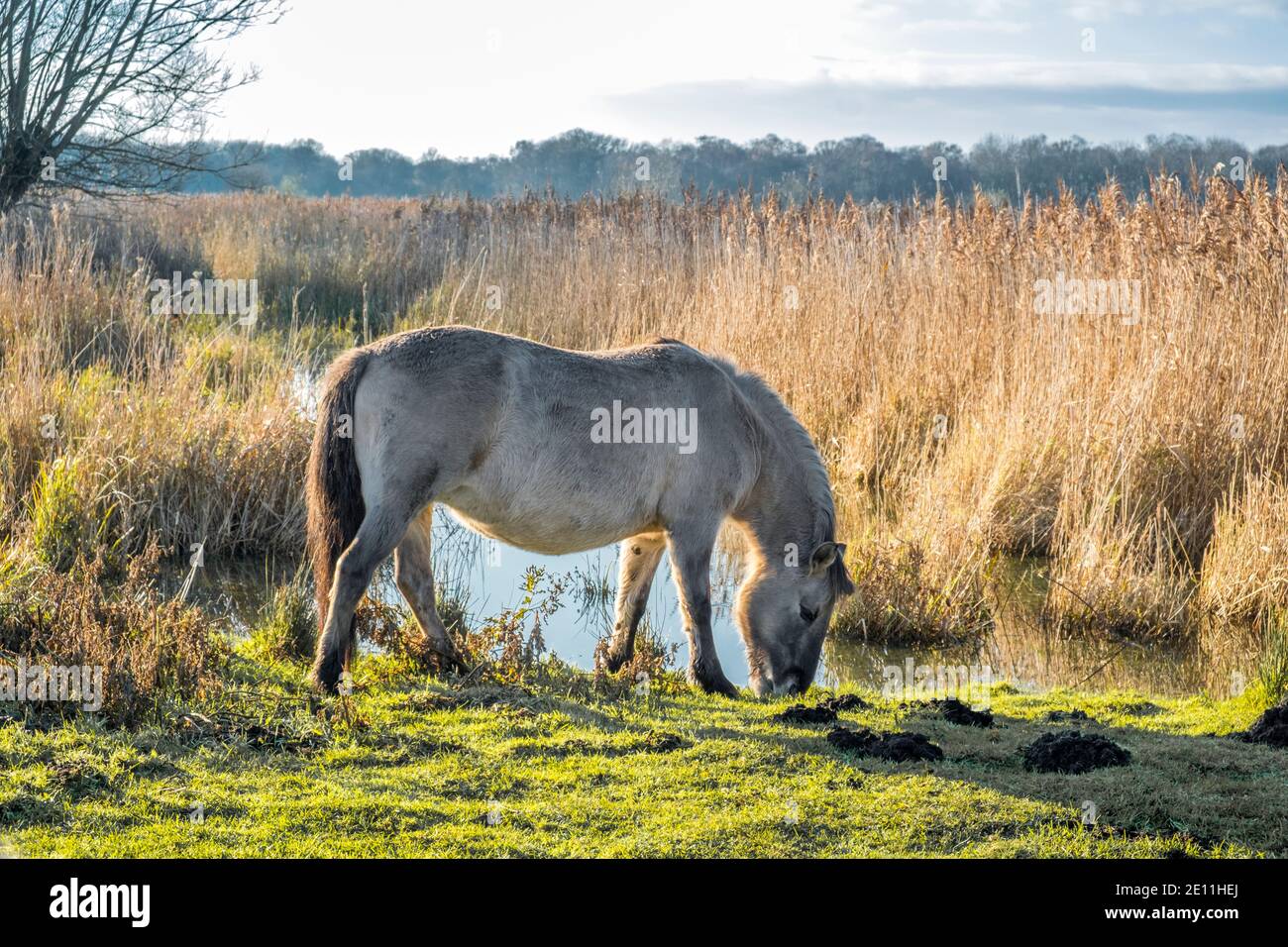 Konik pony grazing at Reedham and Lopham Fen. Suffolk, England, UK. Stock Photo