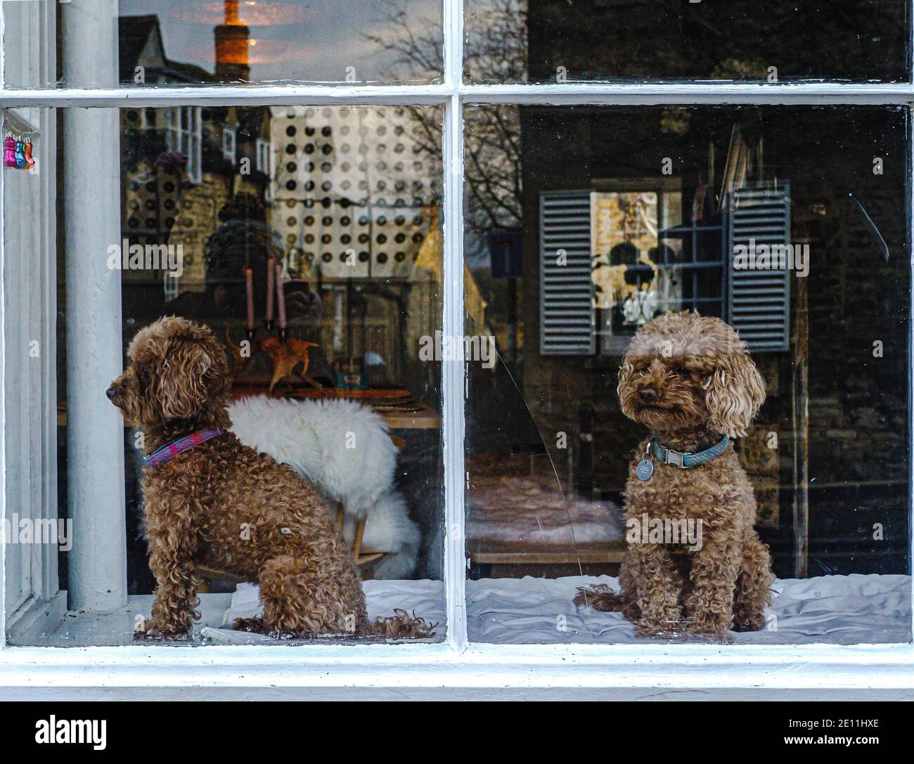 Two chocolate poodles sit on the large window seat of a cottage. Stock Photo