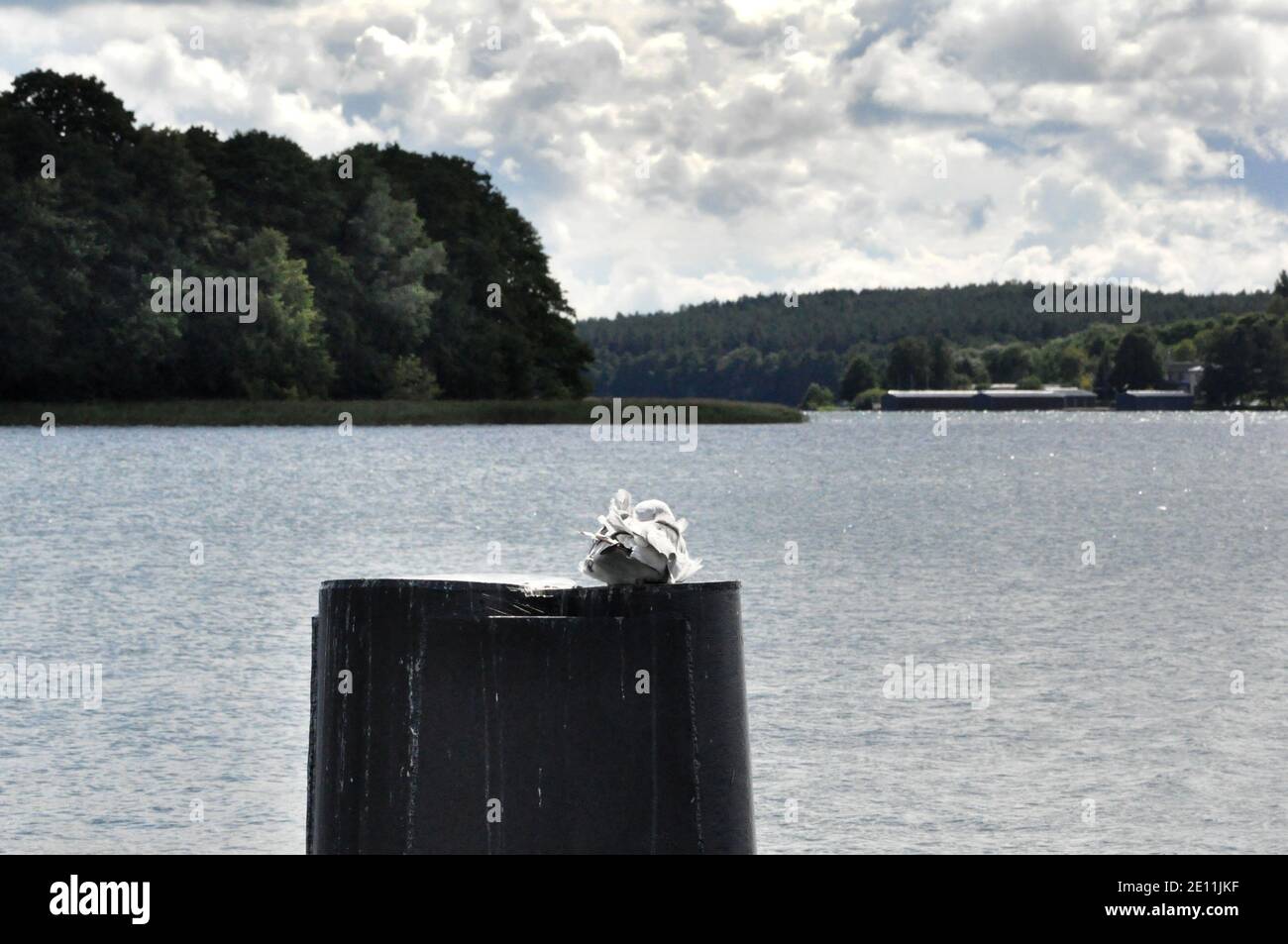 Sagull resting on the breakwater by the lake in Mazury in Poland. Stock Photo