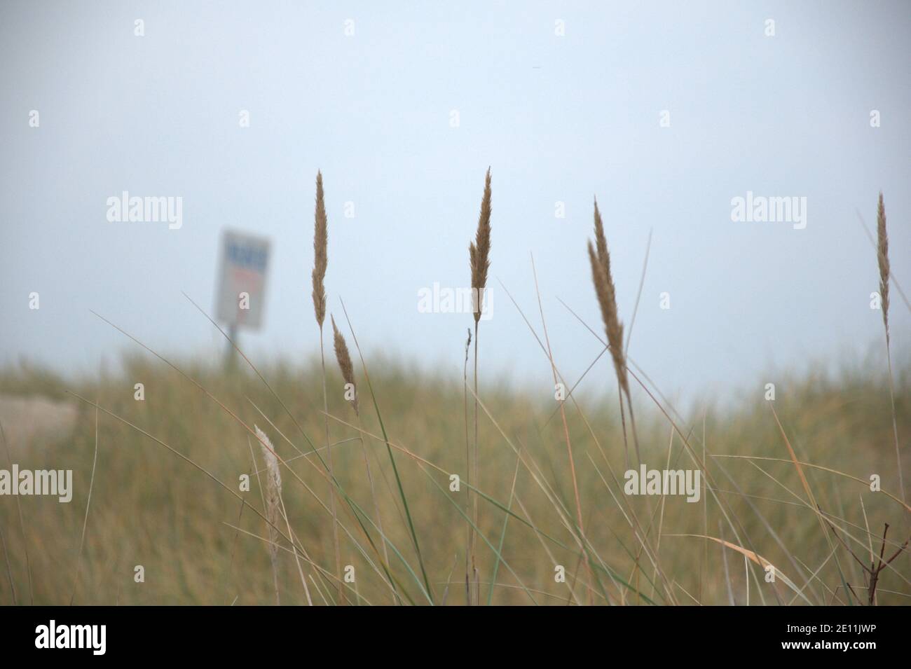 Grassy dunes on the Polish coast. Stock Photo