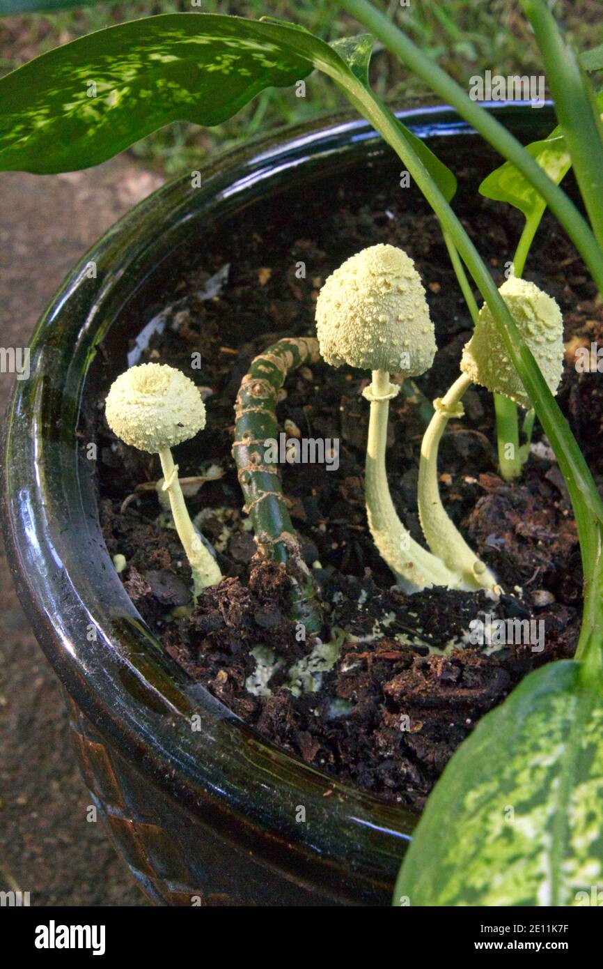 Wild white mushrooms with long, thin and smooth stalks and warts on their caps grow outside in a