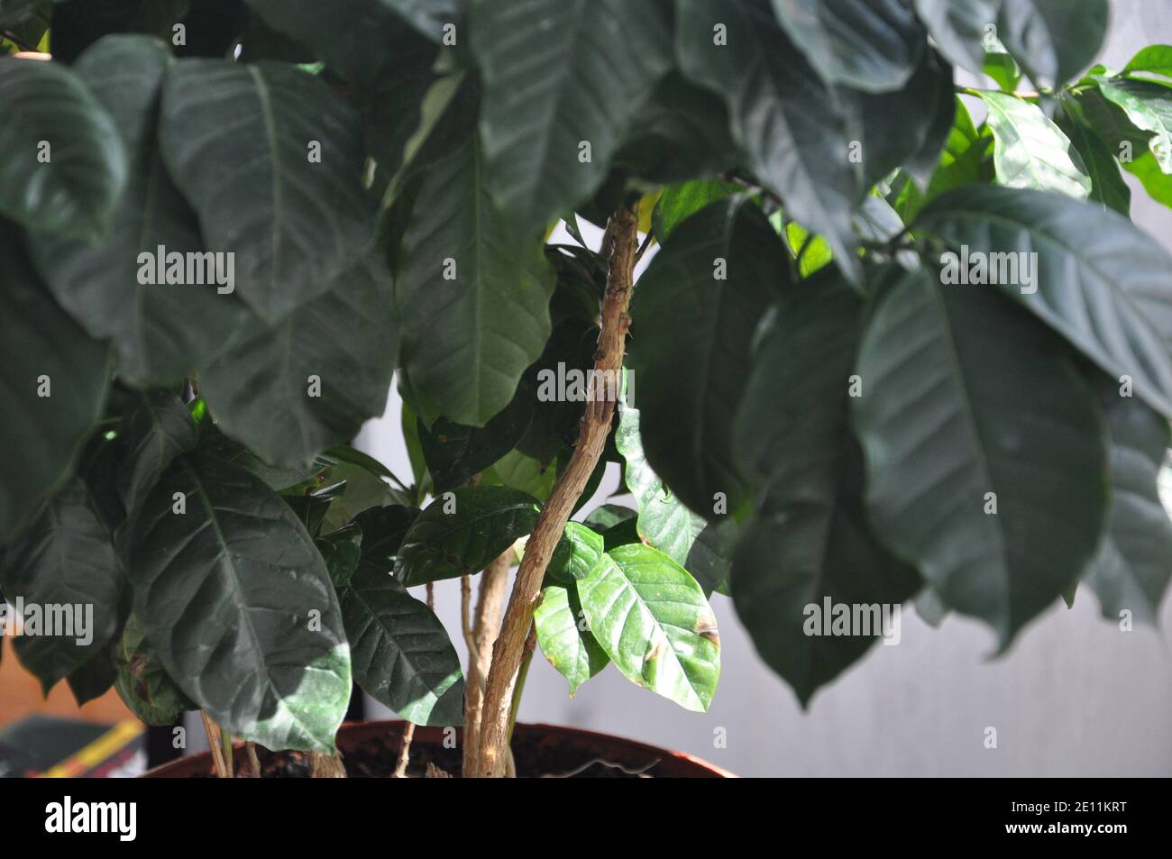 Coffee plant Coffea L. in a pot. Stock Photo