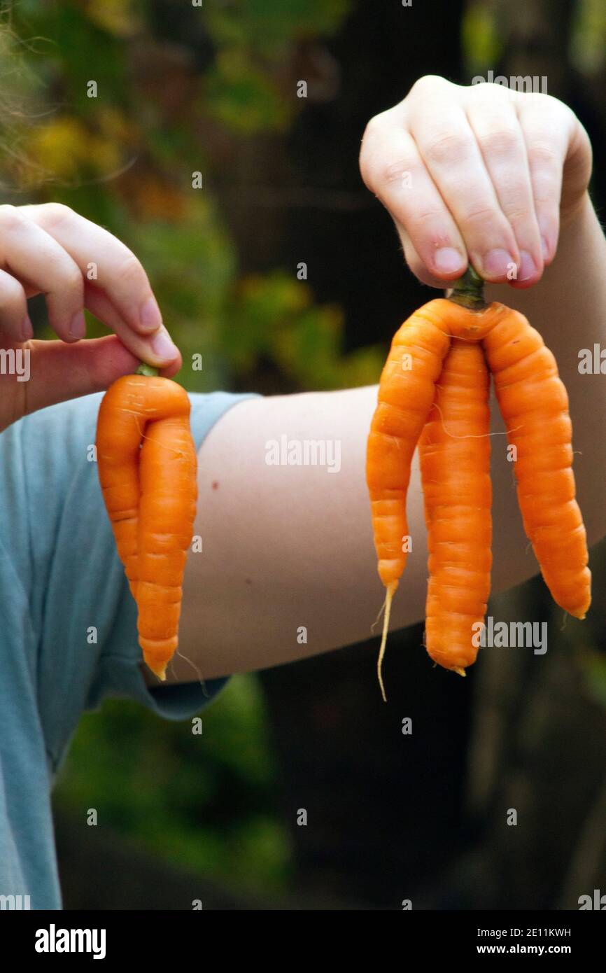 Close-up of hands holding two different mutant carrots with extra stalks grown in an organic summer garden Stock Photo
