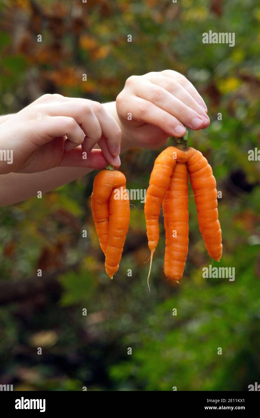 Close-up of hands holding two differently shaped mutant carrots grown in an organic summer garden Stock Photo