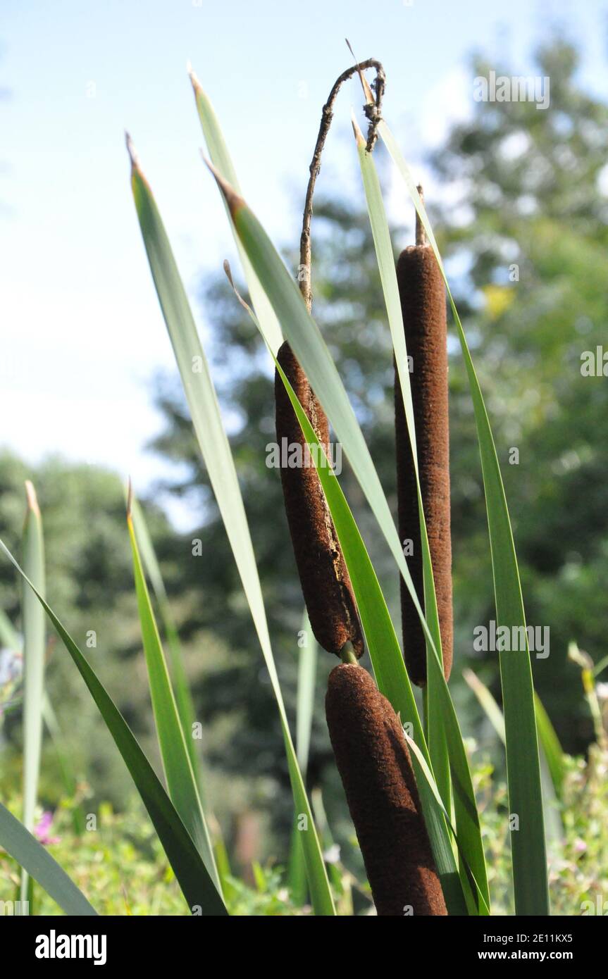 Closeup of calamus inflorescence growing on the edge of a pond Stock