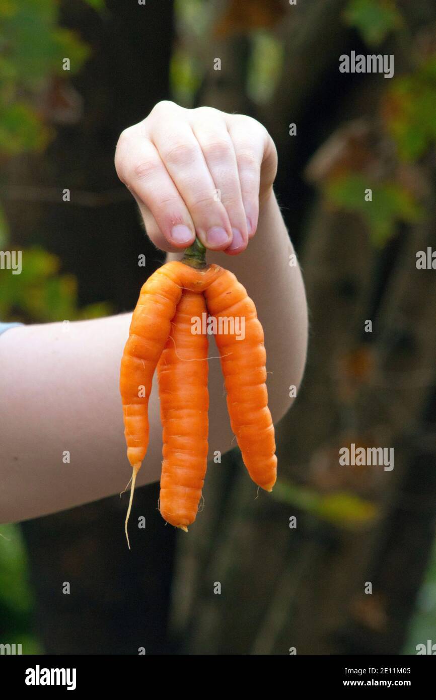 Close-up of hands holding a mutant carrot where three carrots grew together Stock Photo