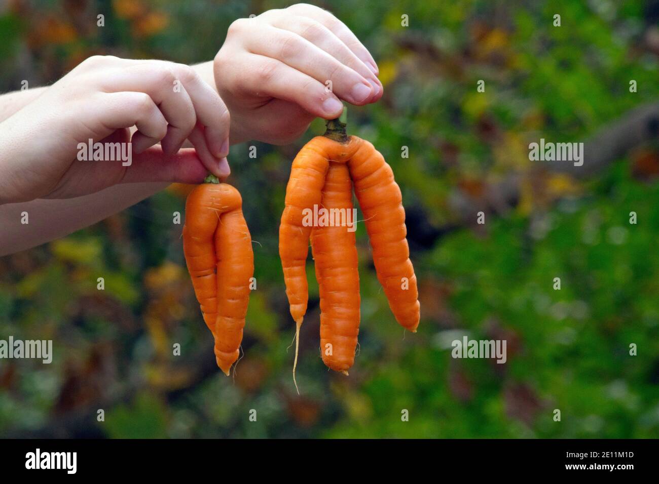 Close-up of hands holding two different homegrown mutant carrots, one with two parts and another one with three parts Stock Photo
