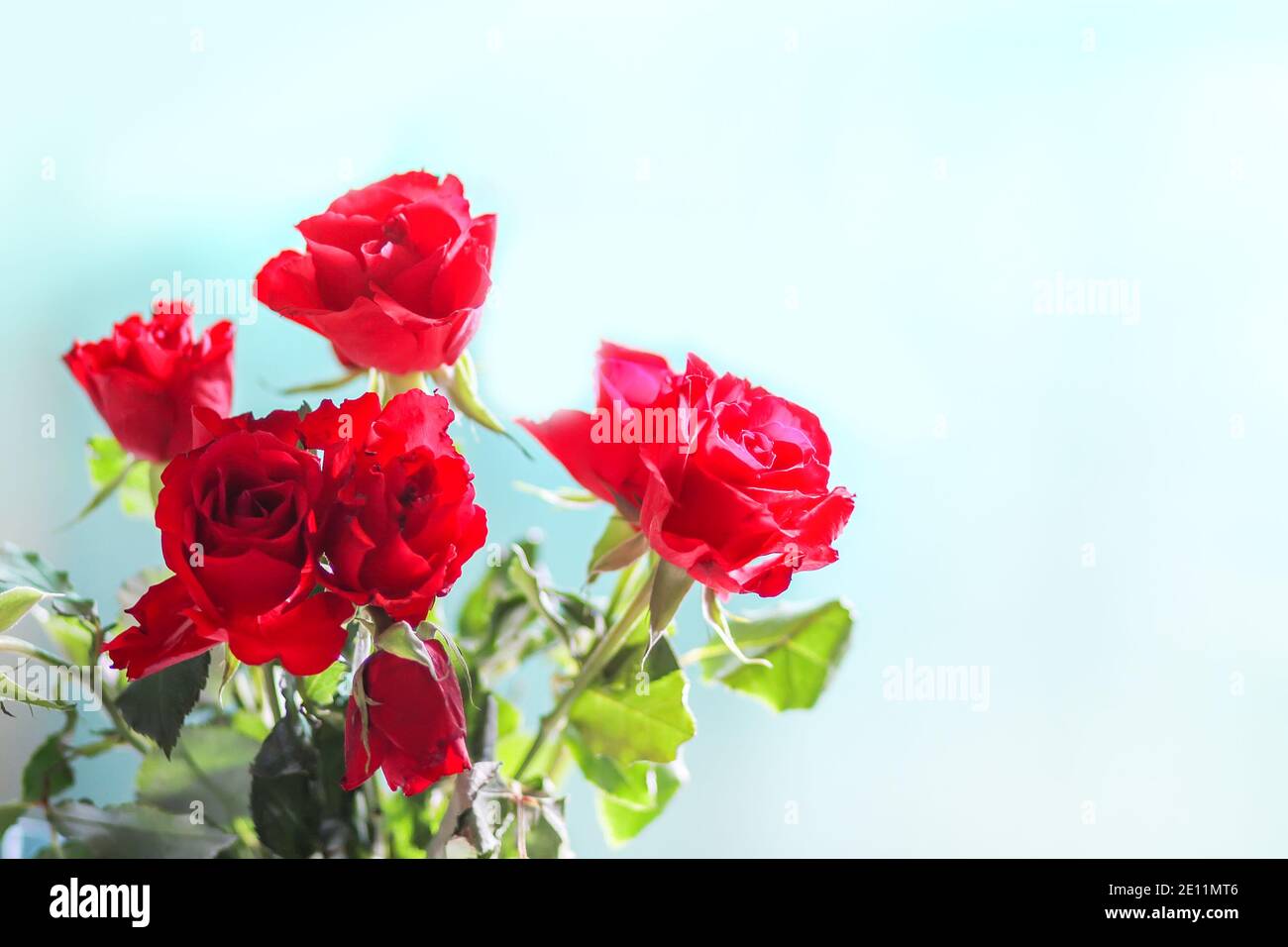Red rose flowers on blue background Stock Photo - Alamy
