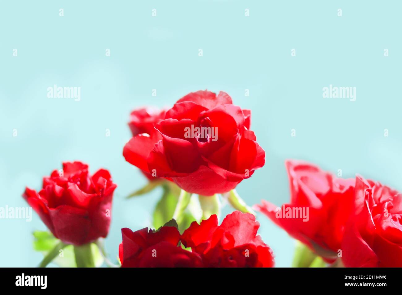 Red rose flowers on blue background Stock Photo - Alamy