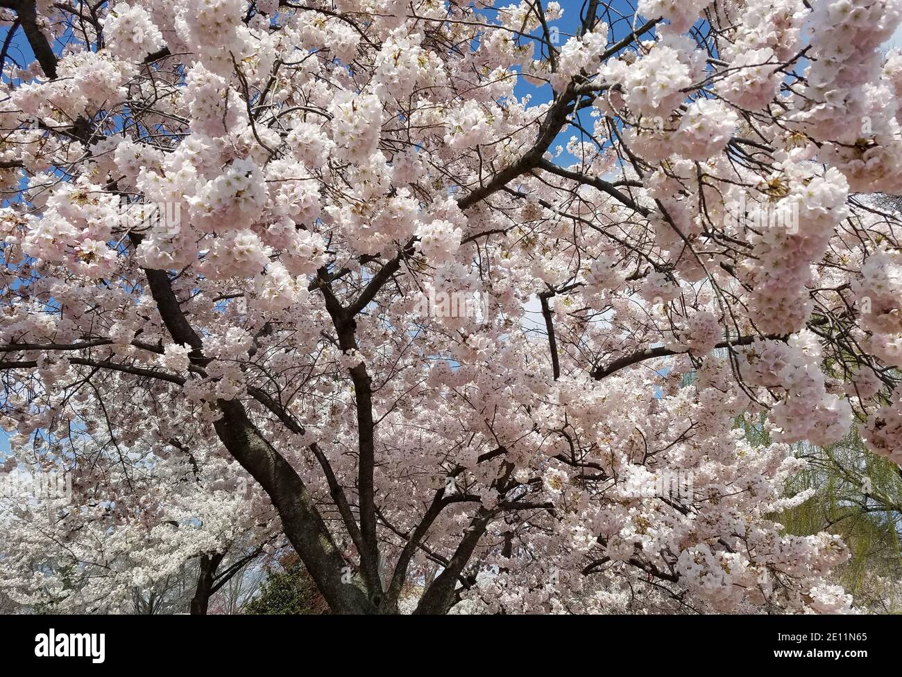 Pink blossom trees bloom hi-res stock photography and images - Alamy