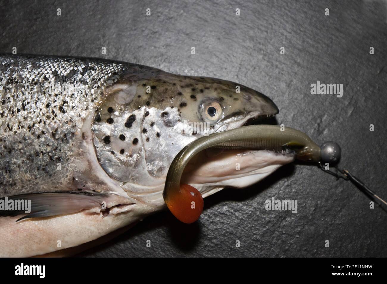 Freshly caught salmon Stock Photo