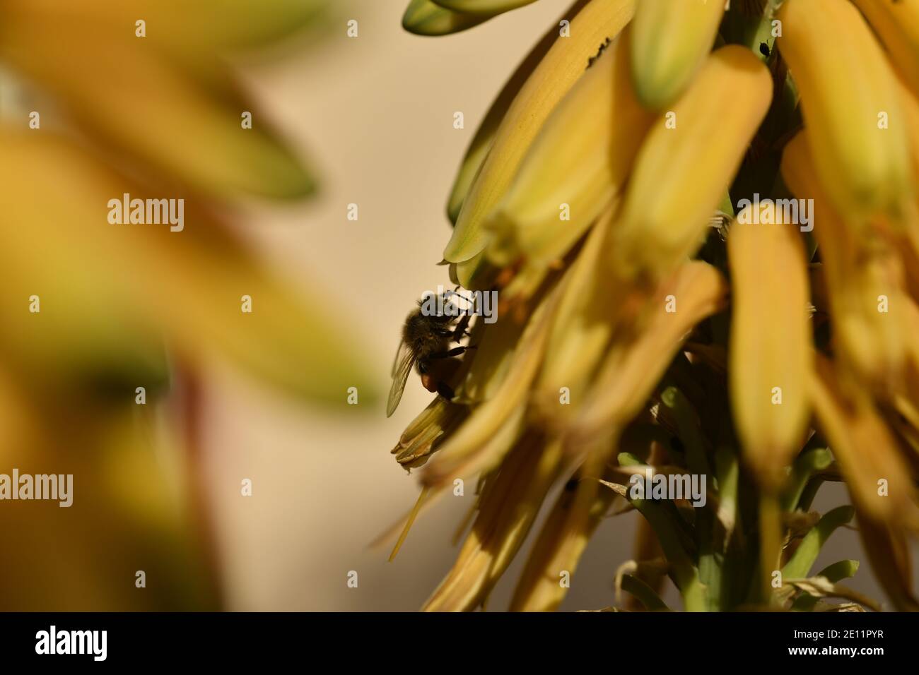 Bee on yellow Aloe Vera flowers Stock Photo