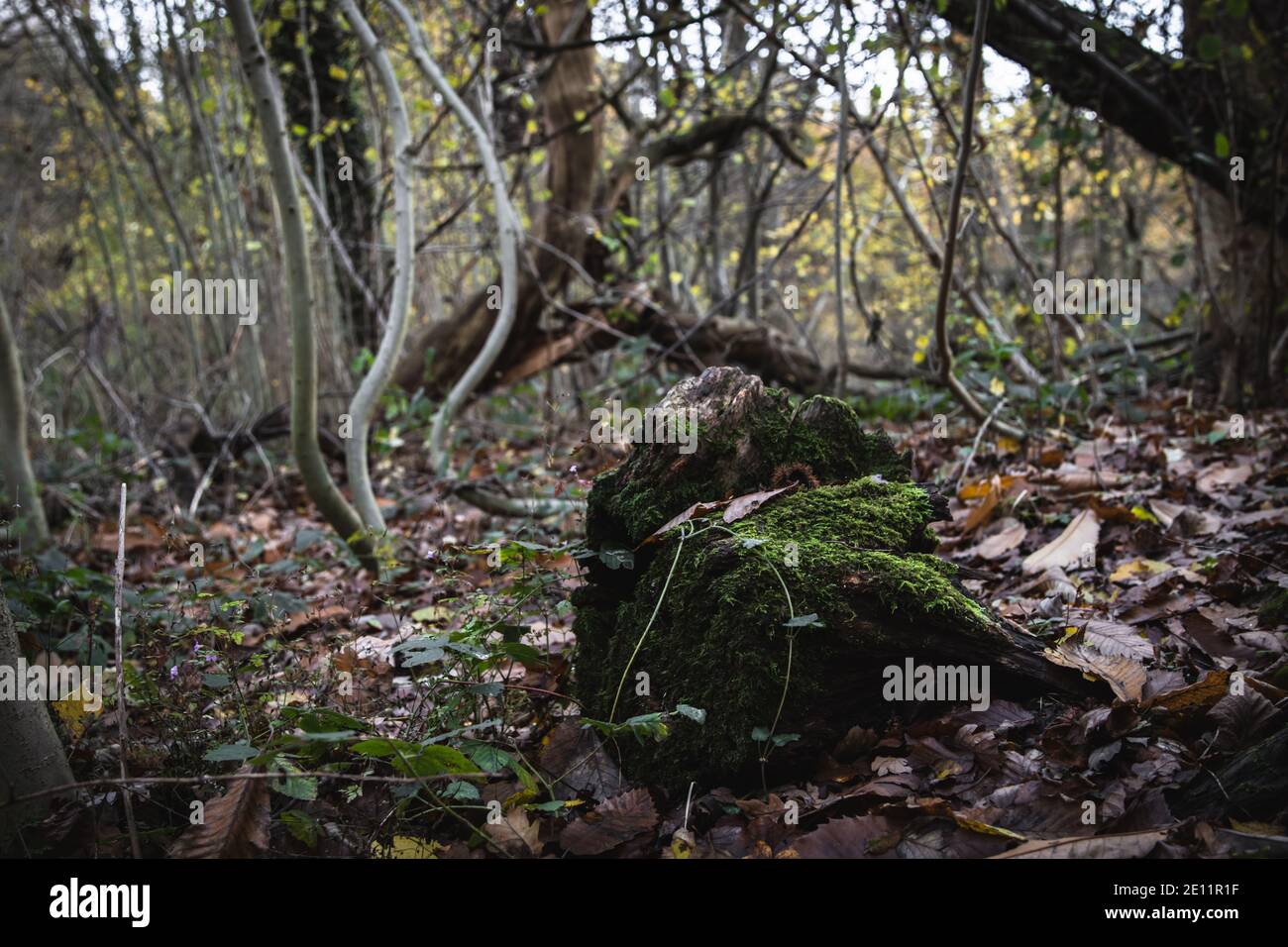 Beautiful close up of a mossy stone on a woodland walk in winter Stock Photo
