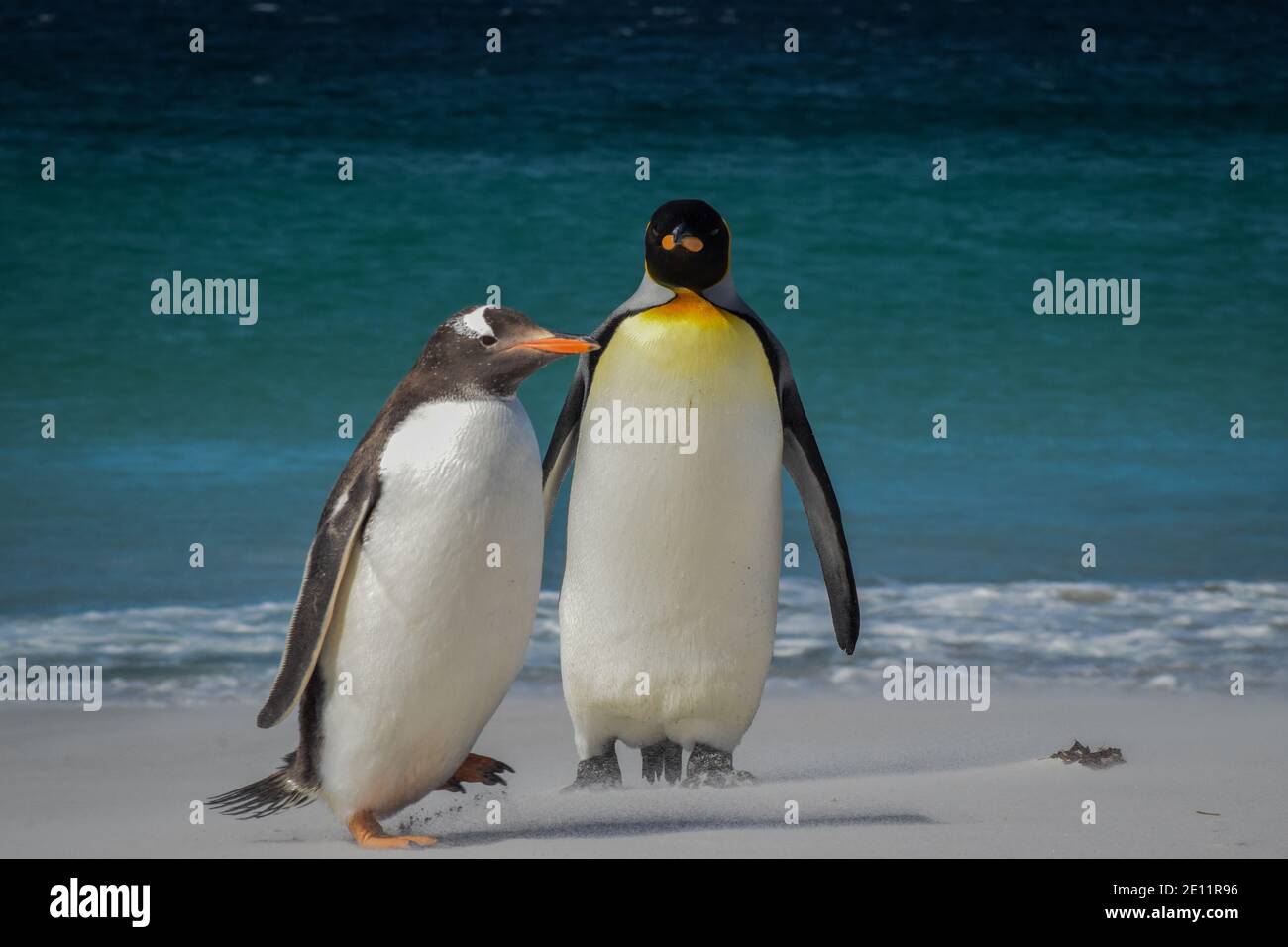 A Gentoo penguin crosses the path of a King penguin on Yorke Bay, a white sand beach in Stanley, Falkland Islands Stock Photo