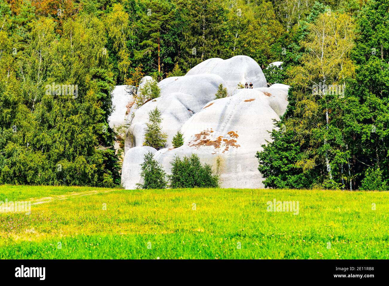 Elephants foot tree hi-res stock photography and images - Page 2 - Alamy