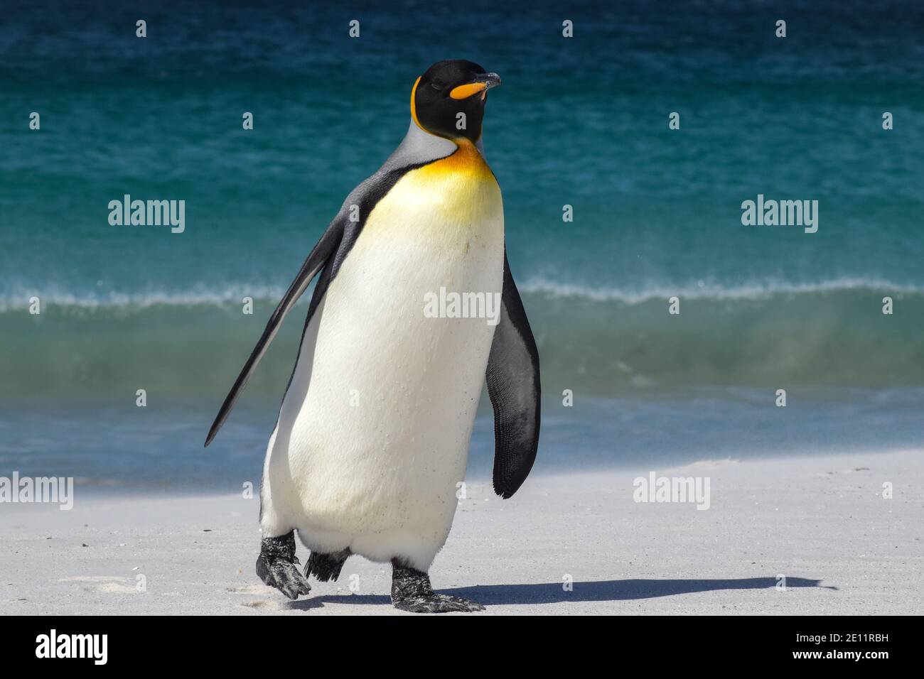 King Penguin walk across a white sand beach in Stanley, Falkland Islands Stock Photo