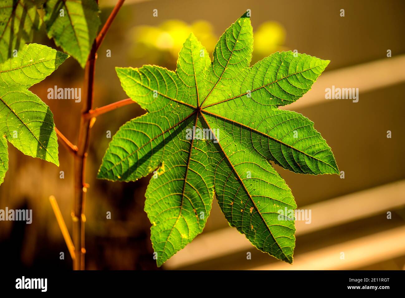 Castor-oil Plant With Leaf Stock Photo - Alamy