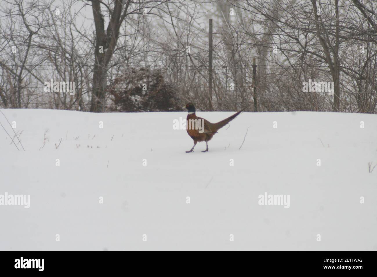 A wild pheasant in Southern Iowa, USA-Appanoose County Stock Photo - Alamy
