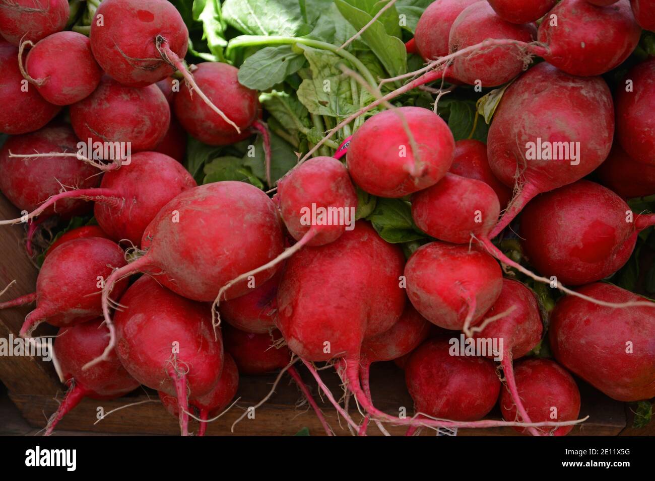 Are Radishes Cruciferous at Alexandra Ramos blog