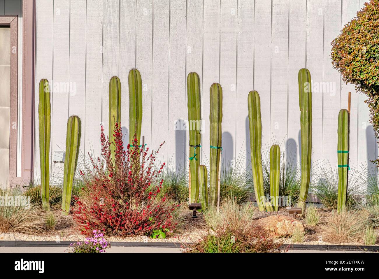 Cactus plants and grasses against white wooden wall of a residential garage  Stock Photo - Alamy