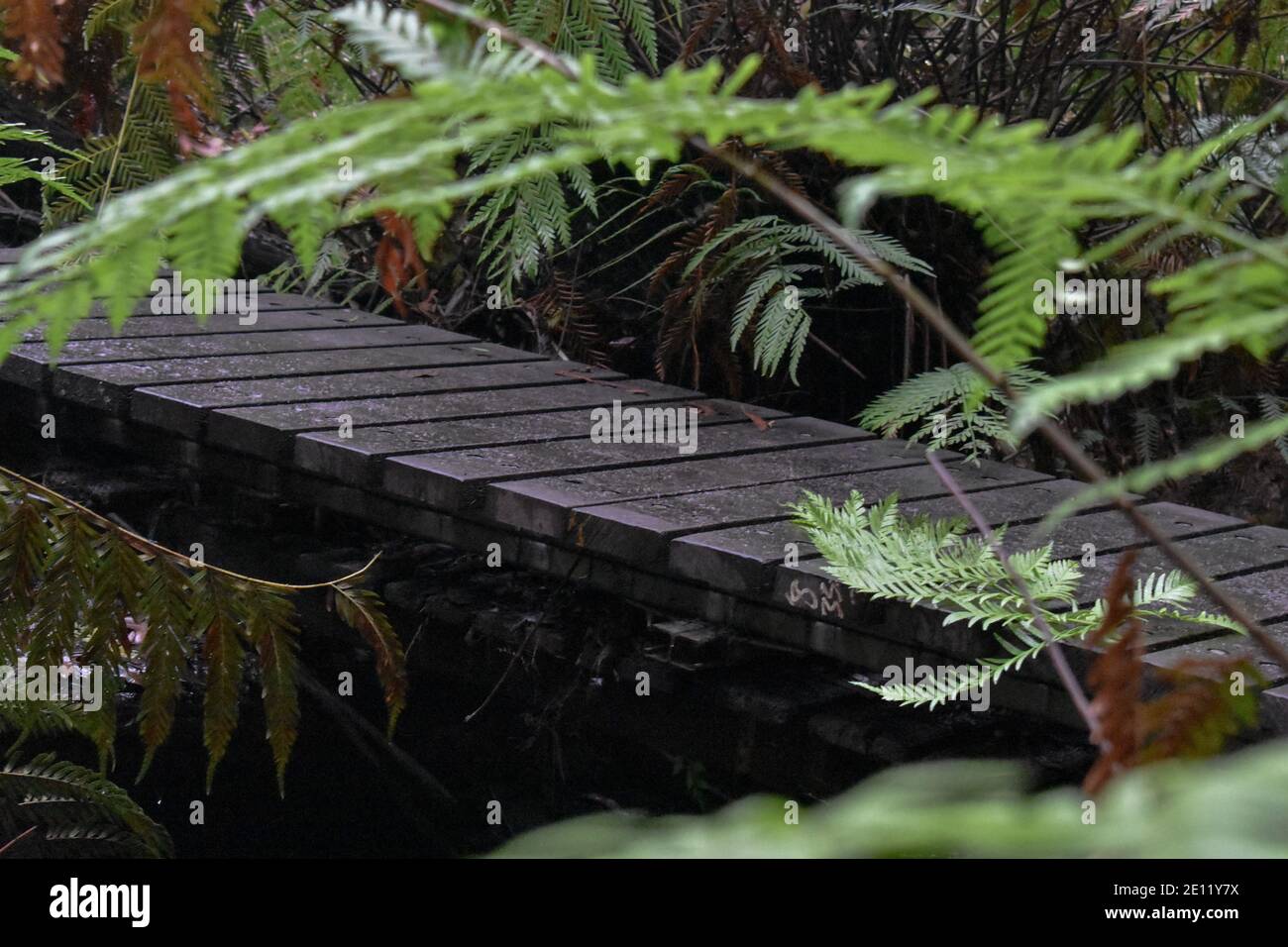 a wooden deck crossing a creek in a rainforest with ferns surrounding it in Leura Stock Photo
