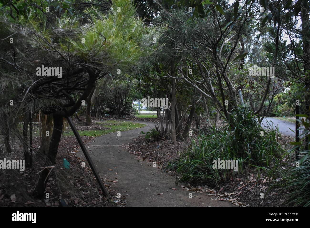 a pathway through a forested area with lots of flora Stock Photo