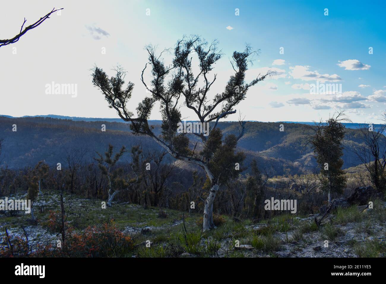 a scraggly tree on top of a mountain in teh blue mountains surrounded by Stock Photo