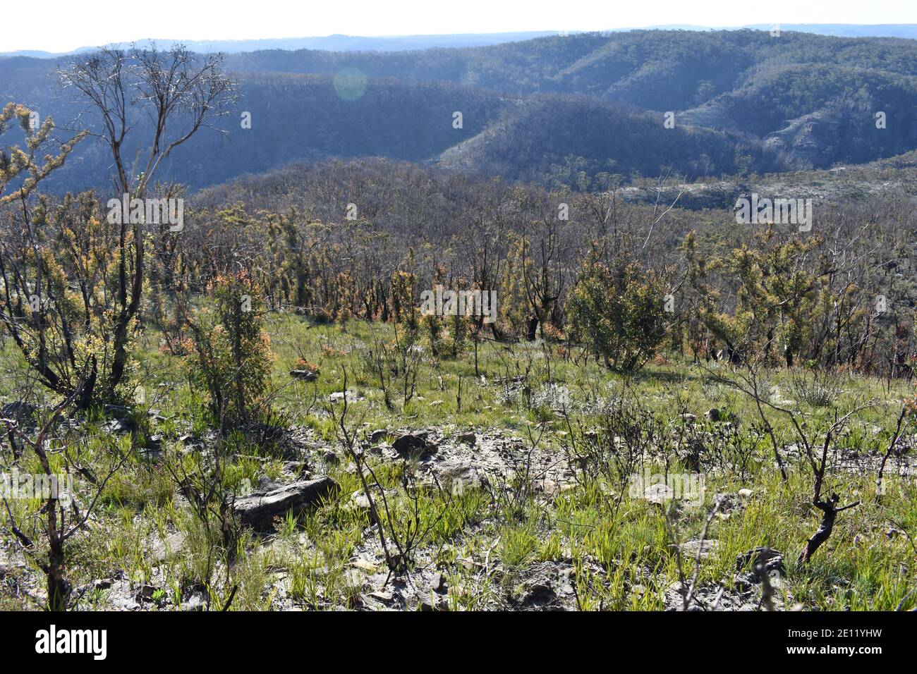 rolling mountains in the blue mountains with burn't trees after a bushfire Stock Photo