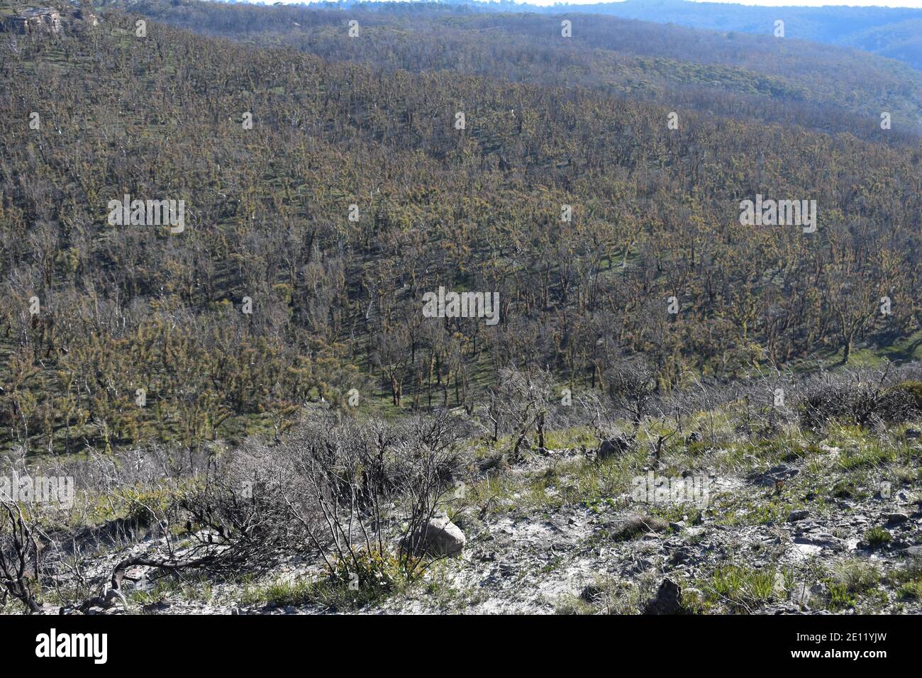 mountains and valleys with burnt shrubbery after the forest fires in the blue mountains Australia. Stock Photo