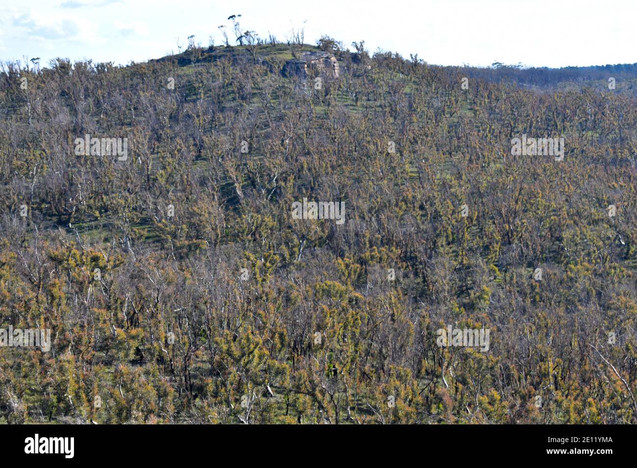 trees in the blue mountains after bushfires on a mountain Stock Photo