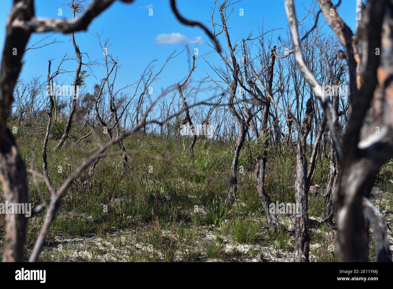 trees and branches in blue mountains after the bushfires Stock Photo