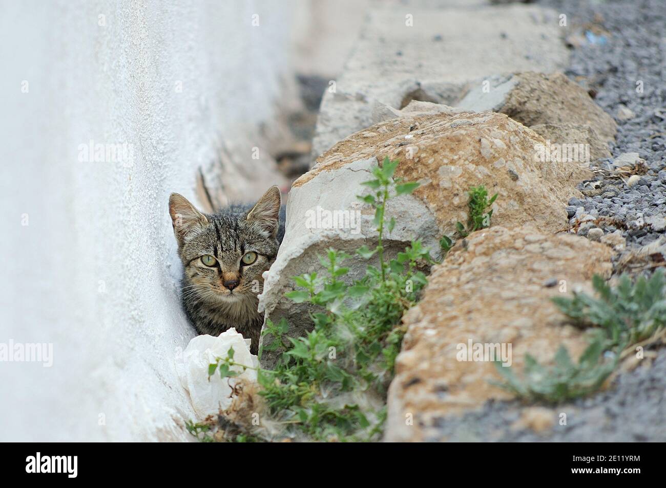 Little stray kitten hiding in an outddor drain channel. Stock Photo