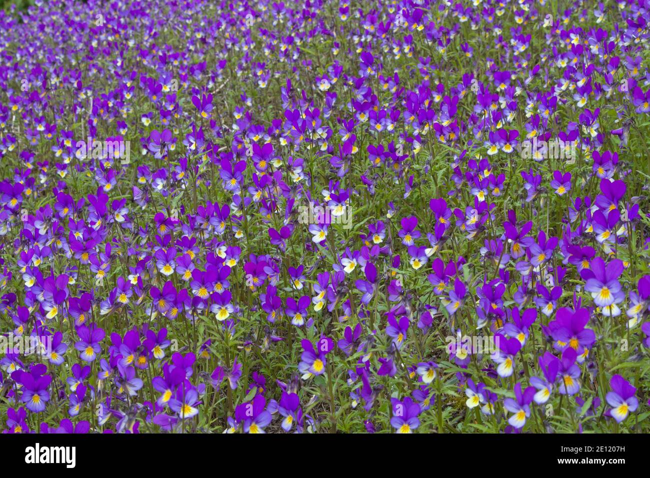 The Wild Pansy, Which Prefers To Grow On Meadows And Roadsides, Is Often Called Field Violets Stock Photo