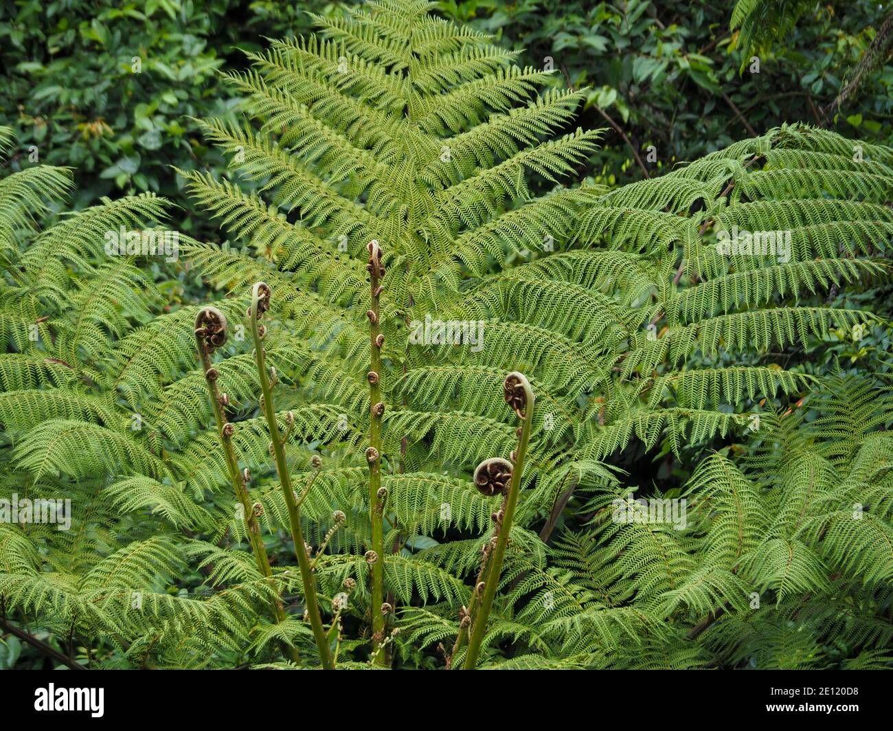 Large bushy Australian tree fern with new spiral fronds emerging from the centre Stock Photo