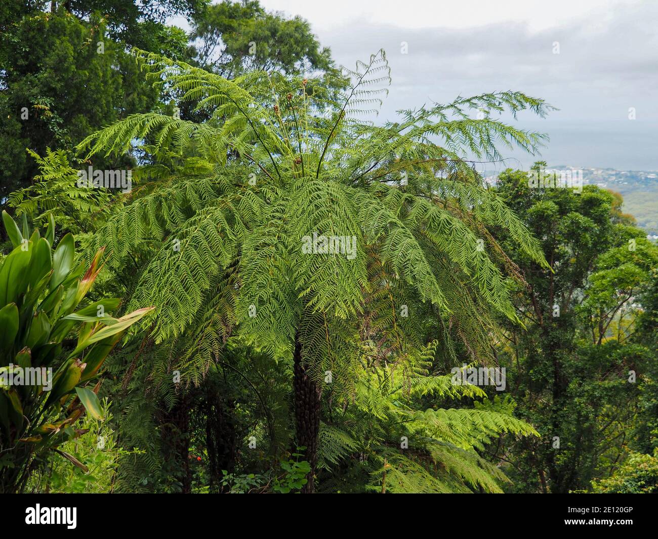 Subtropical trees and ferns Stock Photo