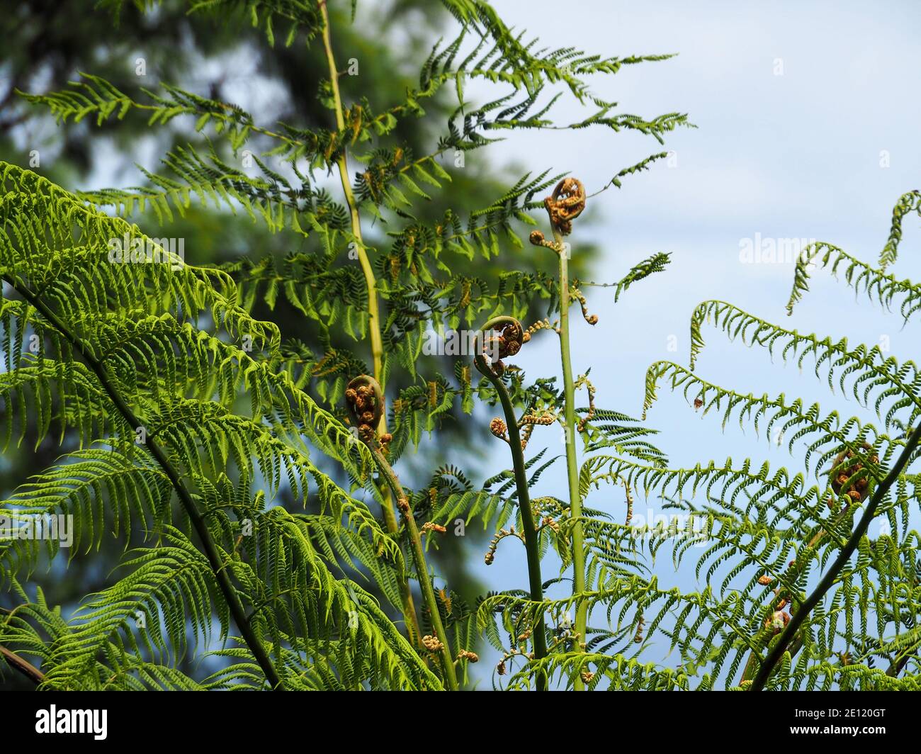 Tree fern spirals against Blue sky, Australia Stock Photo