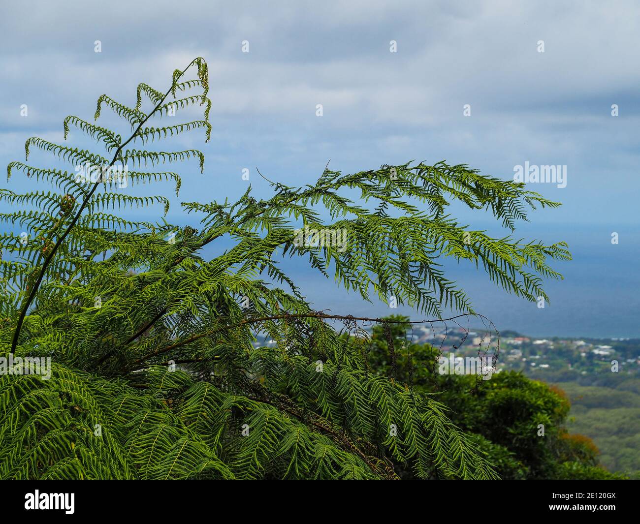 Green fern leaves with views of the coastal city of Coffs Harbour in the background, view from up high, NSW Australia Stock Photo