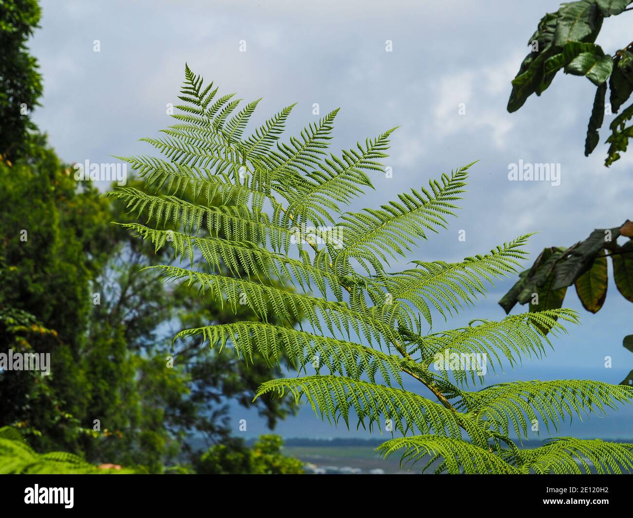 A green Fern leaf or frond, cloudy blue grey sky , Australia Stock Photo