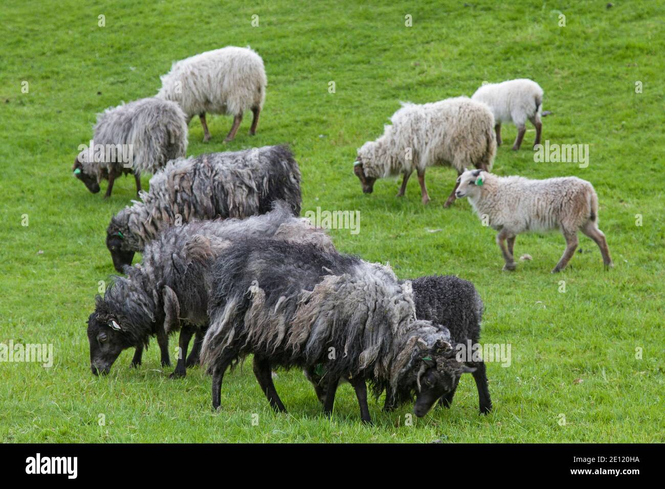 Shaggy, Unshaven Sheep Graze In Spring On A Lush Mountain Meadow Stock Photo