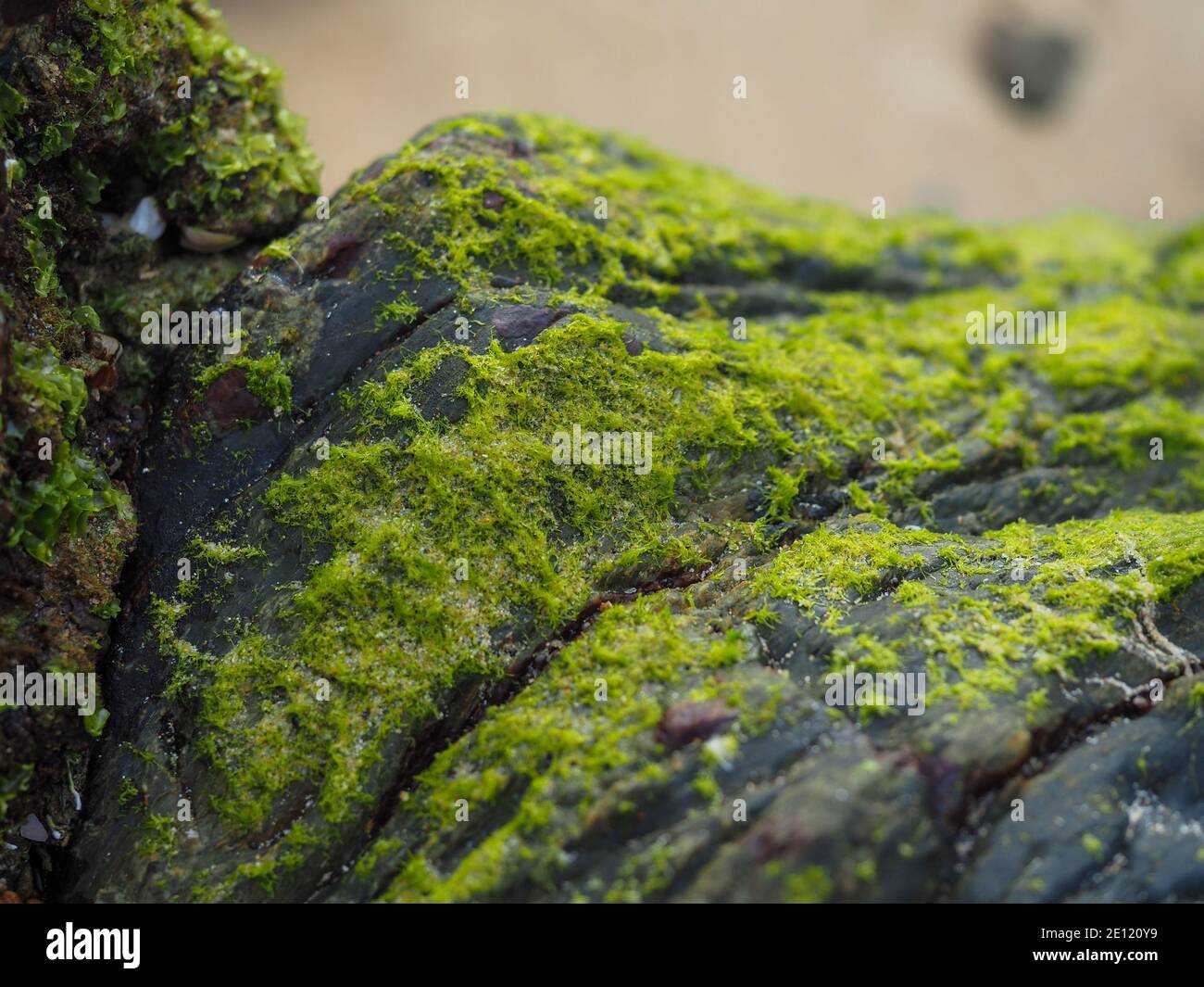 a carpet of green moss and Algae on these beach rocks, Australia Stock Photo