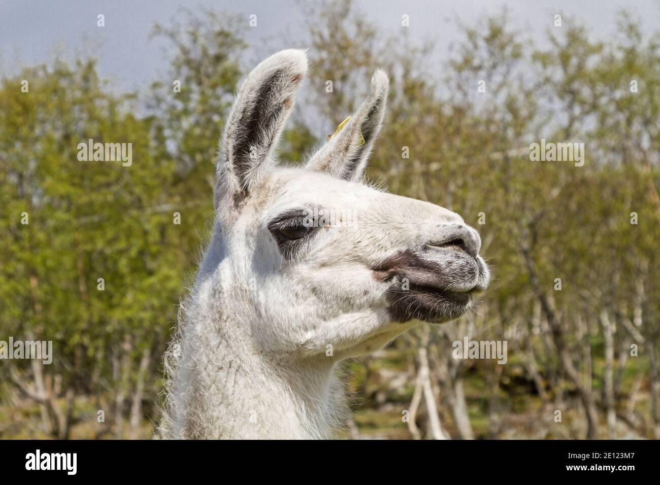 Head Of A Lama In Front Of Bush Background Stock Photo